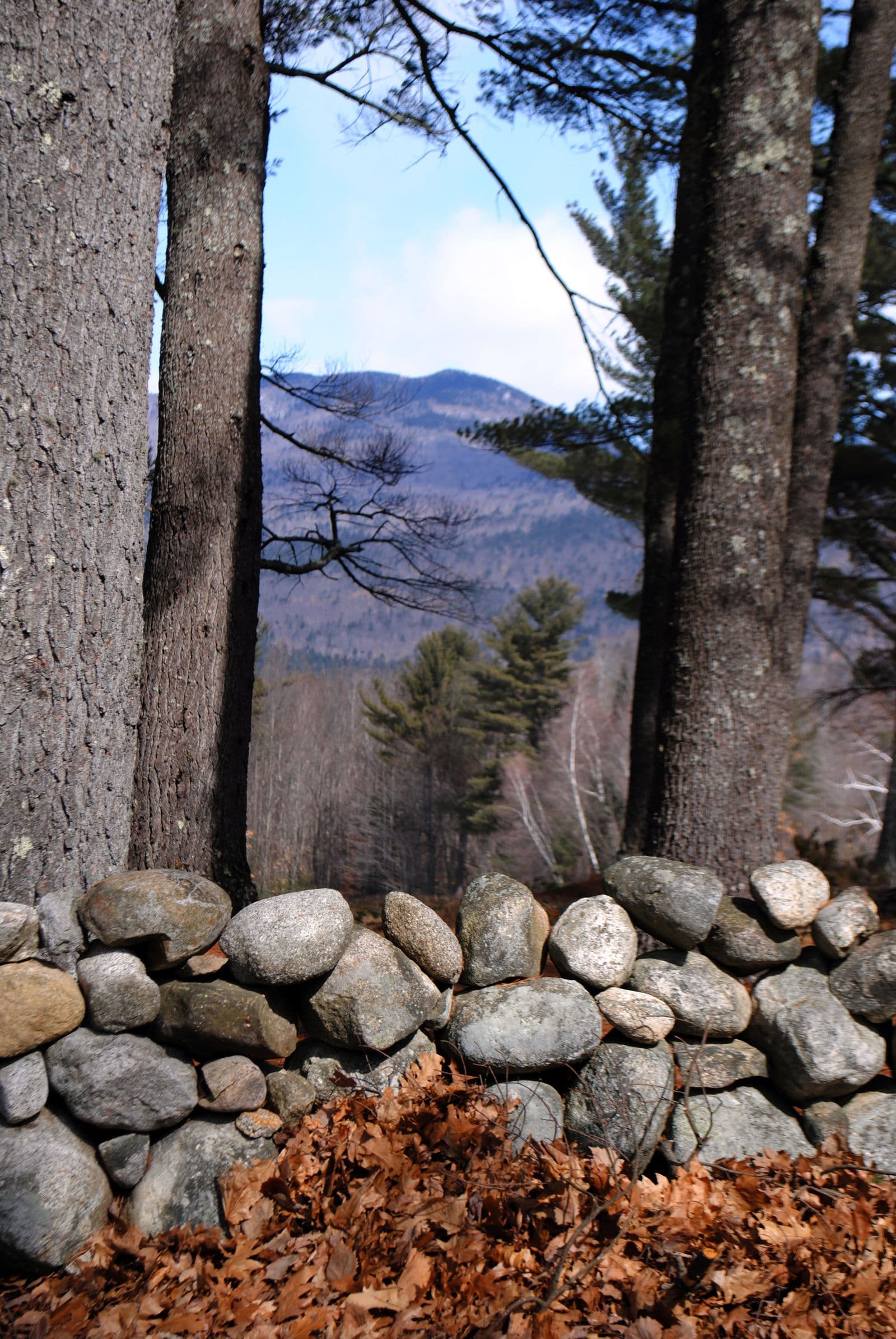 Rounded fieldstone wall along a wooded edge