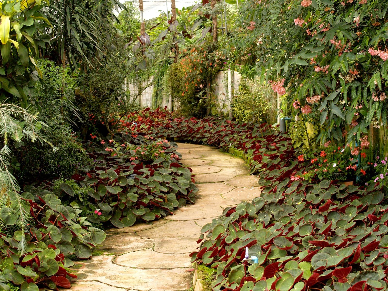 Curved stone path beneath flowering vines