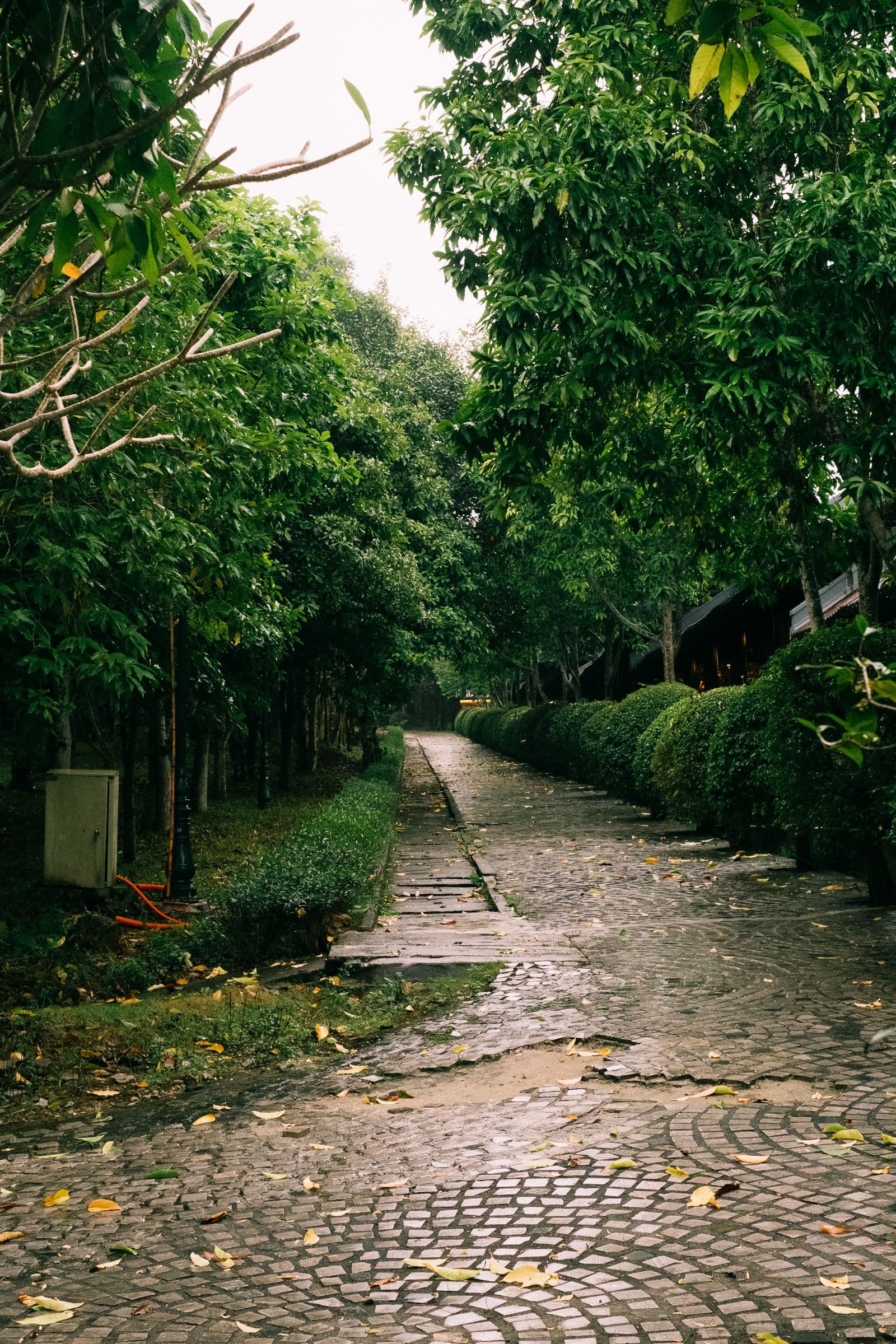 Cobblestone — Wet cobblestone walkway under trees