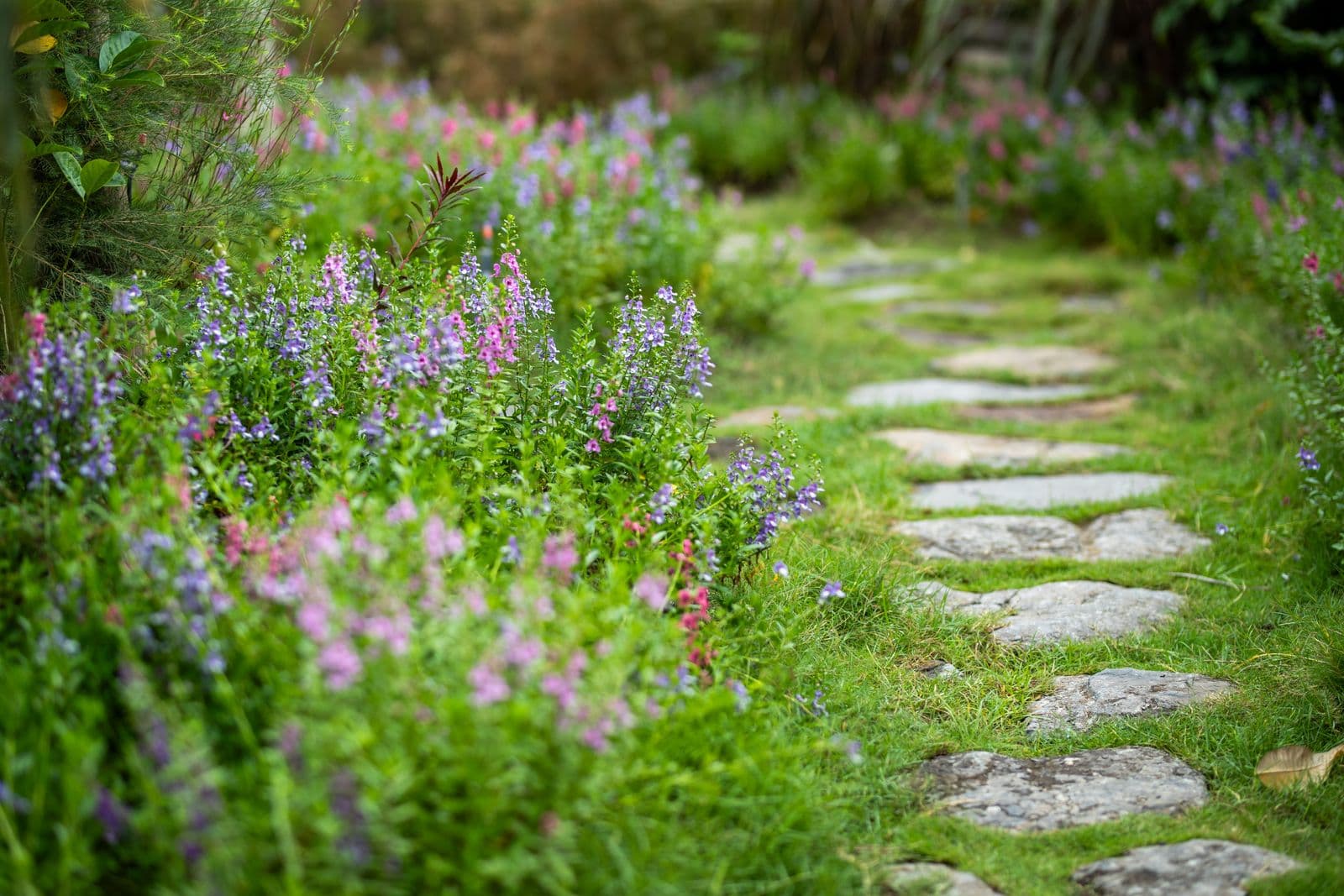 Stepping-stone path through wildflowers