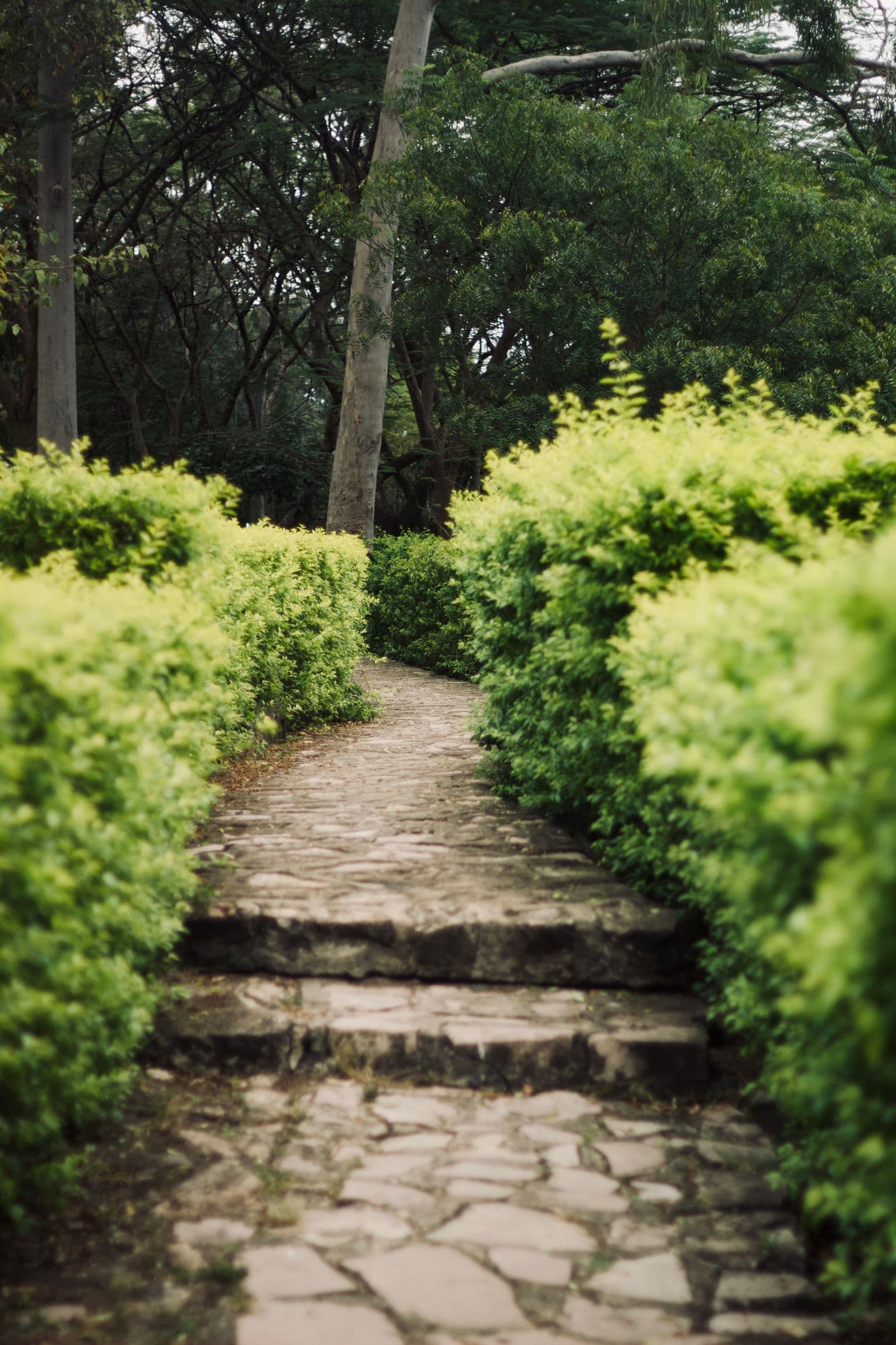 Stone steps rising between clipped hedges