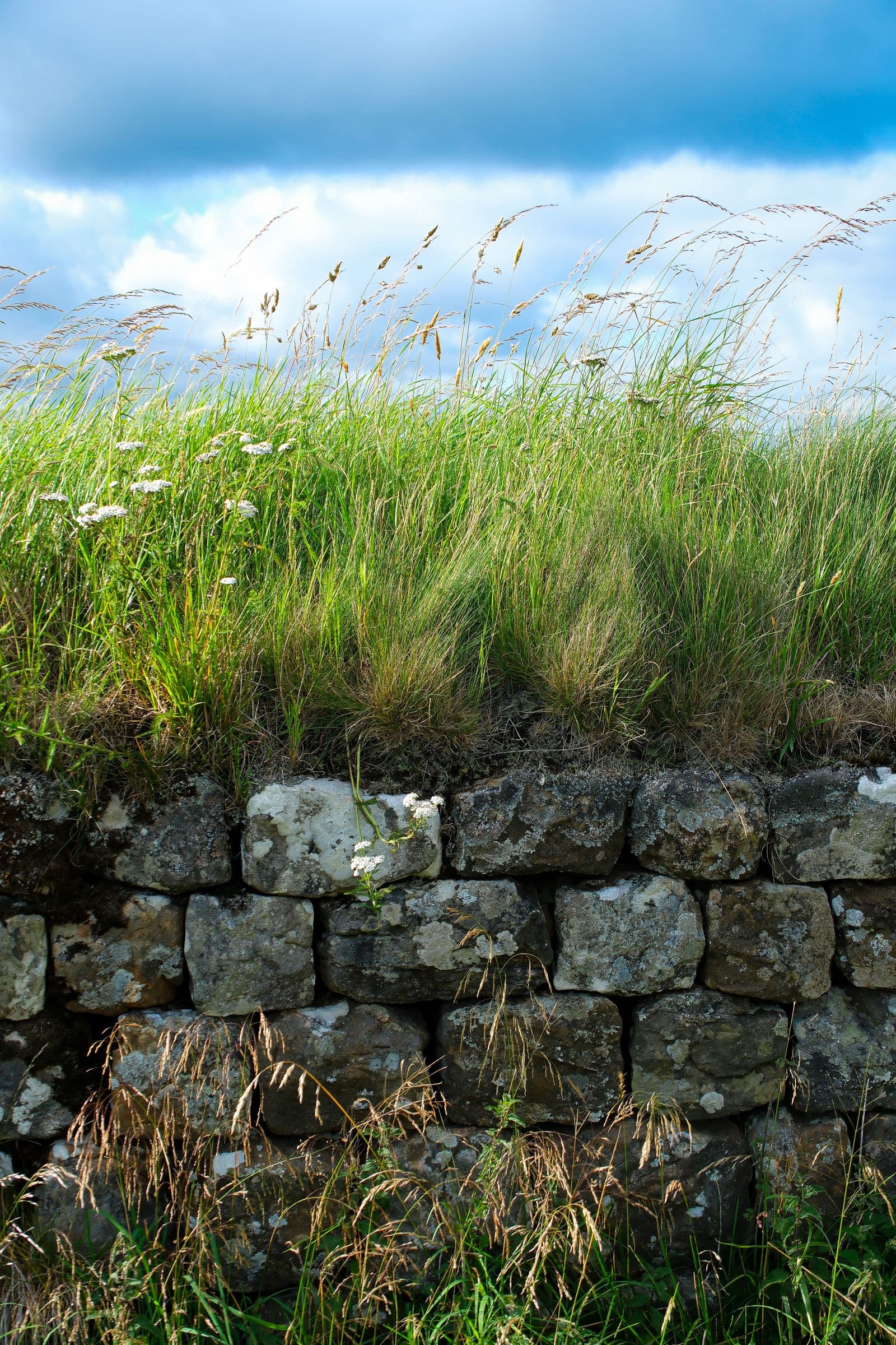 Dry-stacked stone wall holding a raised grade